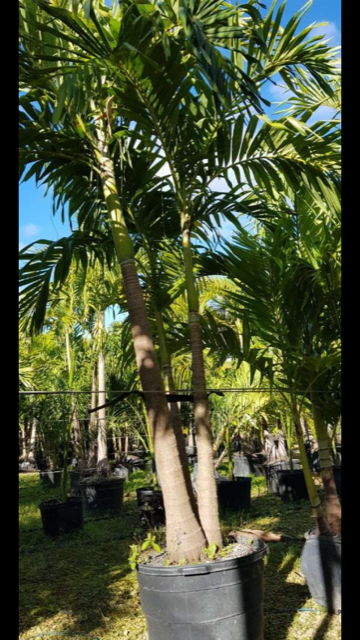 veitchia-merrillii-christmas-palm-adonidia-merrillii