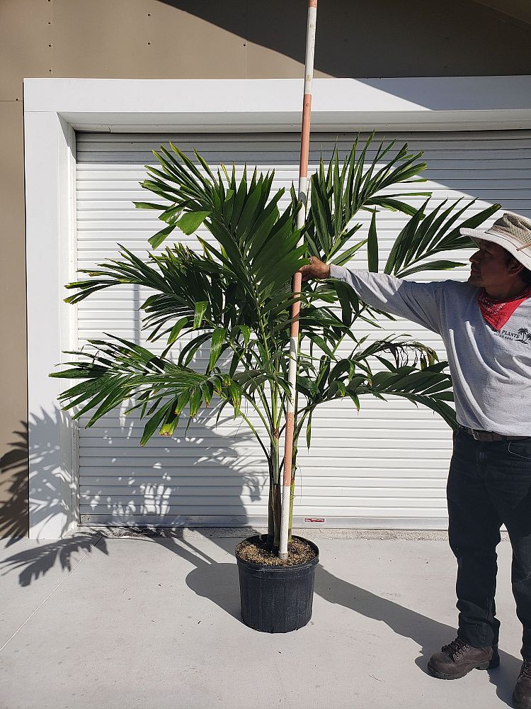 veitchia-merrillii-christmas-palm-adonidia-merrillii