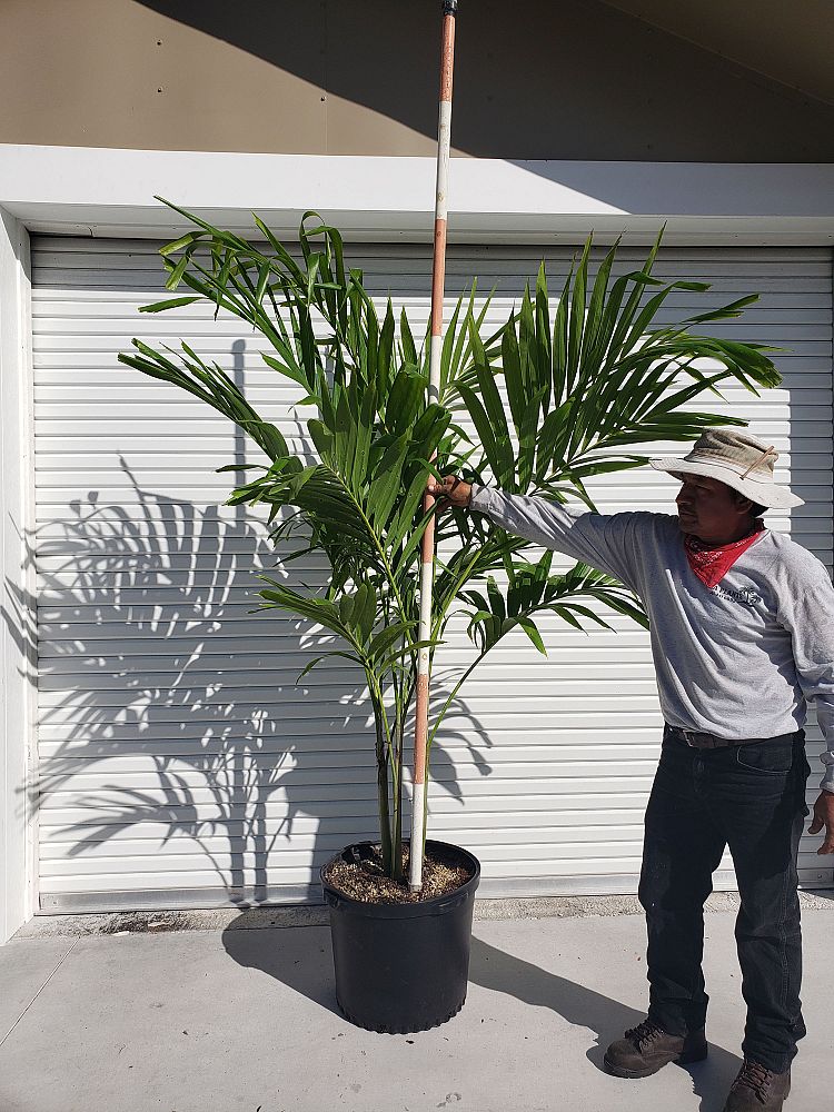 veitchia-merrillii-christmas-palm-adonidia-merrillii