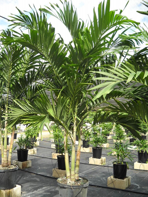 veitchia-merrillii-christmas-palm-adonidia-merrillii