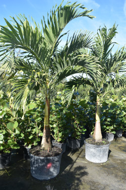 veitchia-merrillii-christmas-palm-adonidia-merrillii