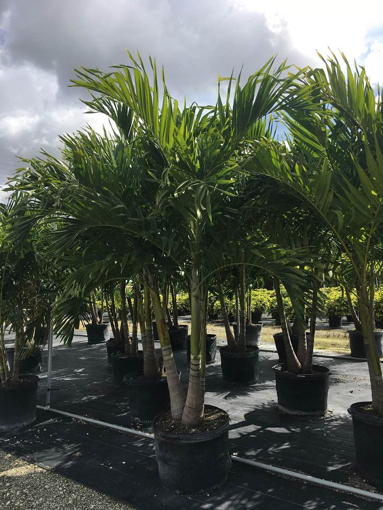 veitchia-merrillii-christmas-palm-adonidia-merrillii
