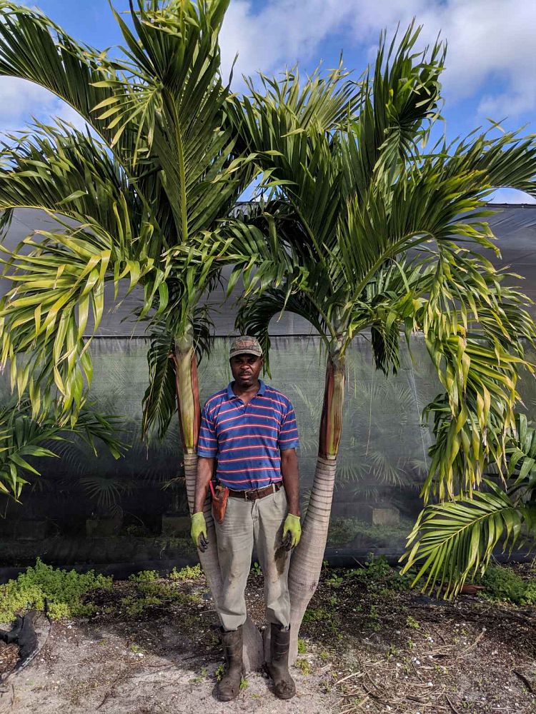 veitchia-merrillii-christmas-palm-adonidia-merrillii