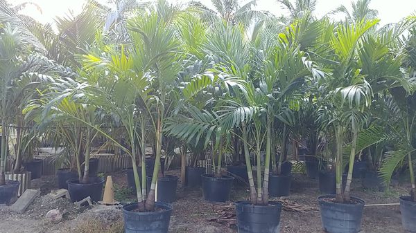 veitchia-merrillii-christmas-palm-adonidia-merrillii
