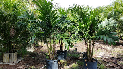 veitchia-merrillii-christmas-palm-adonidia-merrillii