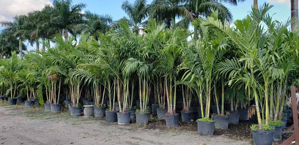 veitchia-merrillii-christmas-palm-adonidia-merrillii