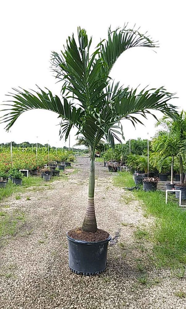 veitchia-merrillii-christmas-palm-adonidia-merrillii