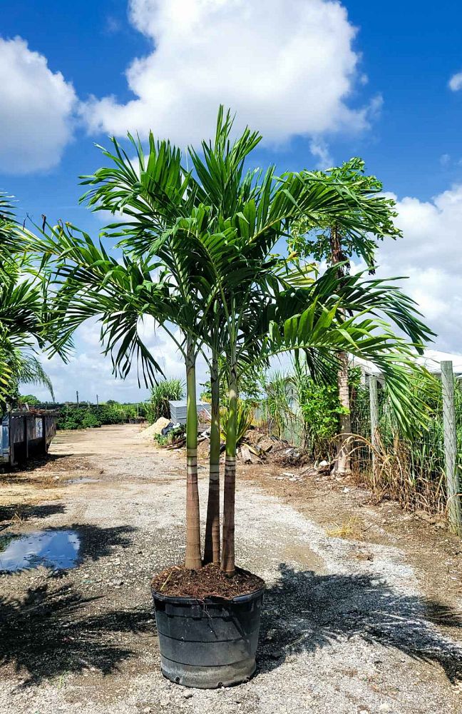 veitchia-merrillii-christmas-palm-adonidia-merrillii
