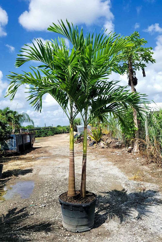veitchia-merrillii-christmas-palm-adonidia-merrillii