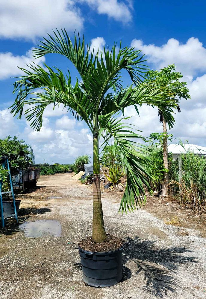 veitchia-merrillii-christmas-palm-adonidia-merrillii