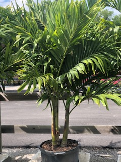 veitchia-merrillii-christmas-palm-adonidia-merrillii