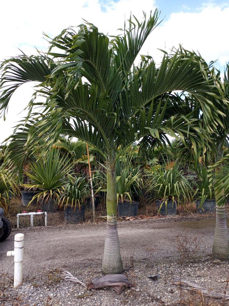 veitchia-merrillii-christmas-palm-adonidia-merrillii