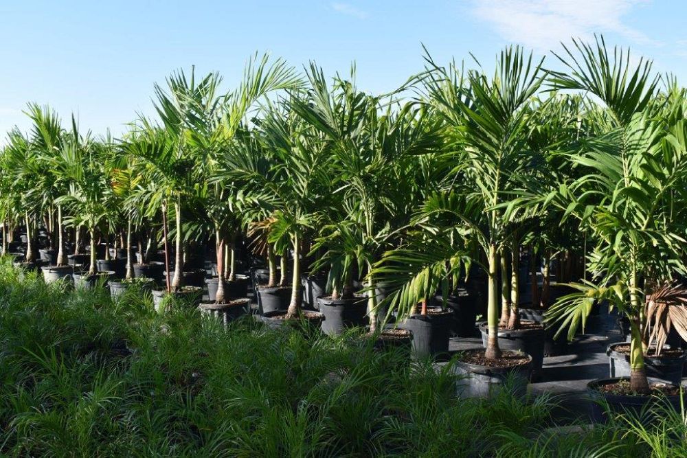 veitchia-merrillii-christmas-palm-adonidia-merrillii