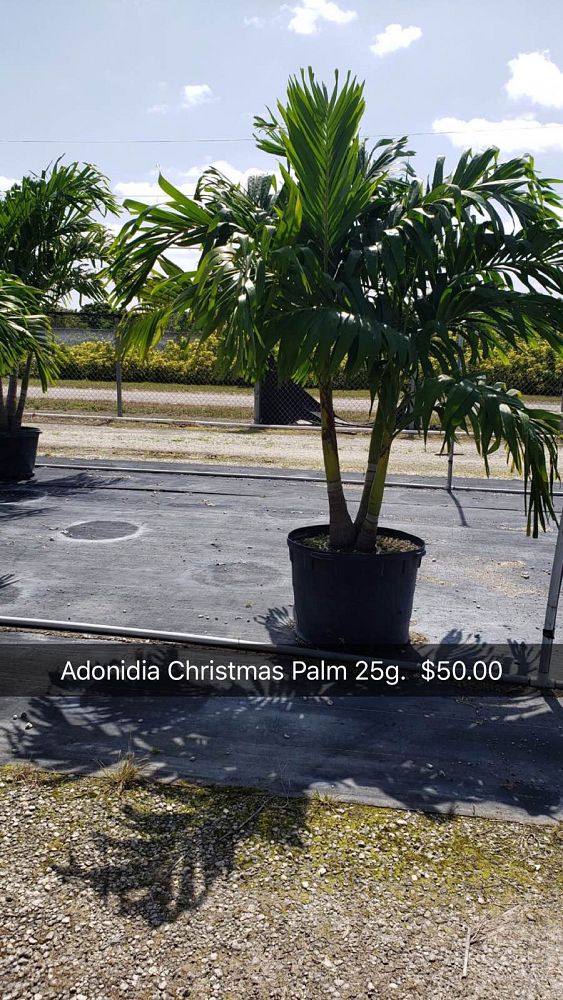 veitchia-merrillii-christmas-palm-adonidia-merrillii
