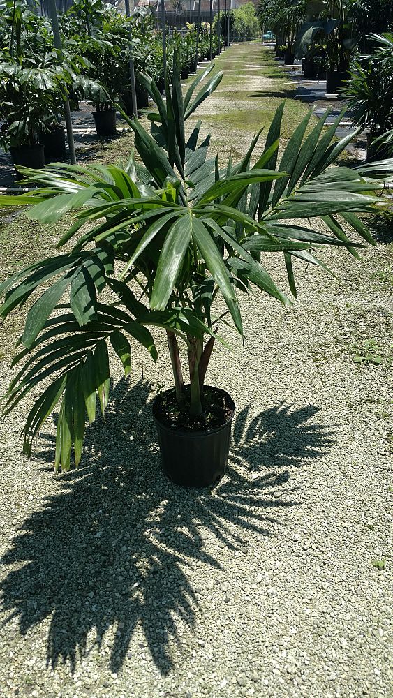 veitchia-merrillii-christmas-palm-adonidia-merrillii