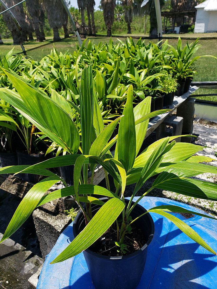 veitchia-merrillii-christmas-palm-adonidia-merrillii