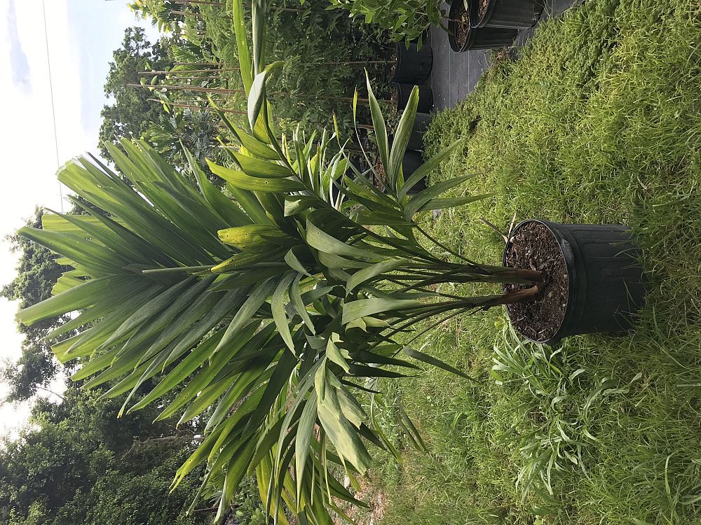 veitchia-merrillii-christmas-palm-adonidia-merrillii