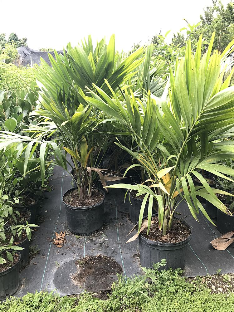 veitchia-merrillii-christmas-palm-adonidia-merrillii