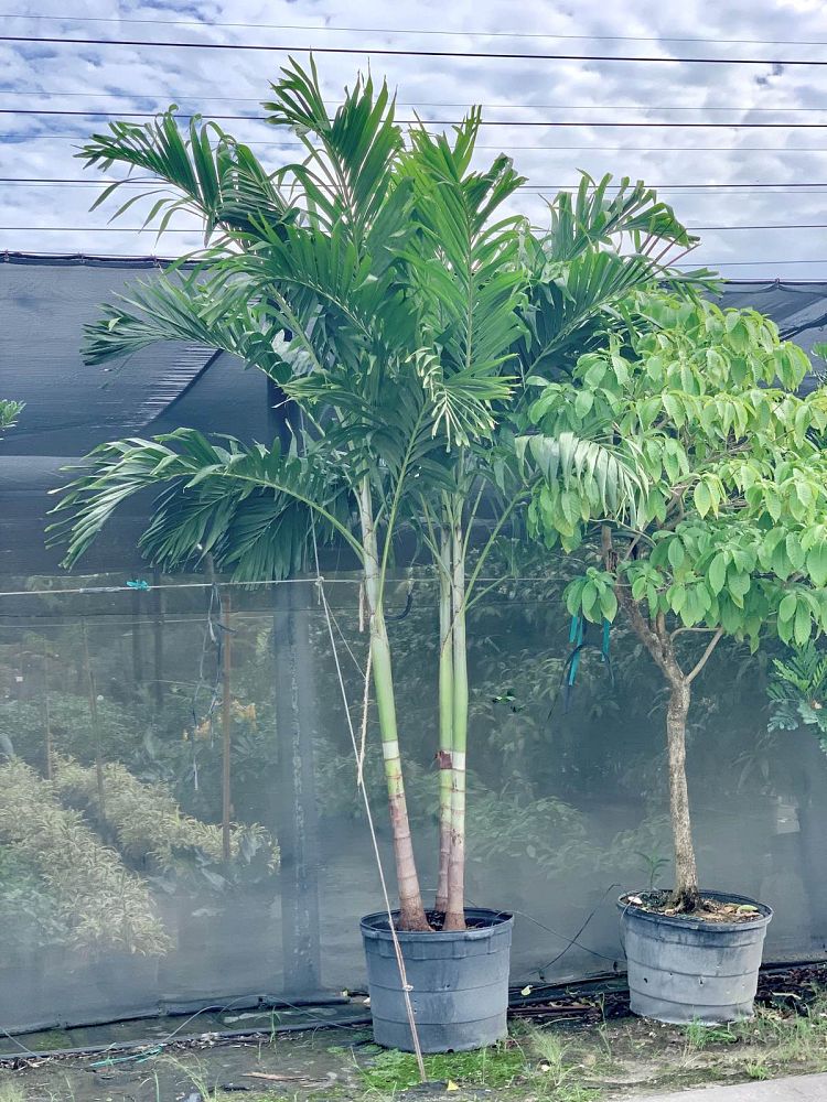 veitchia-merrillii-christmas-palm-adonidia-merrillii