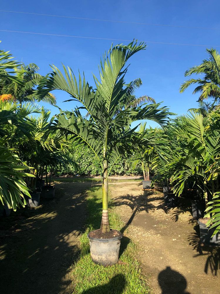 veitchia-merrillii-christmas-palm-adonidia-merrillii