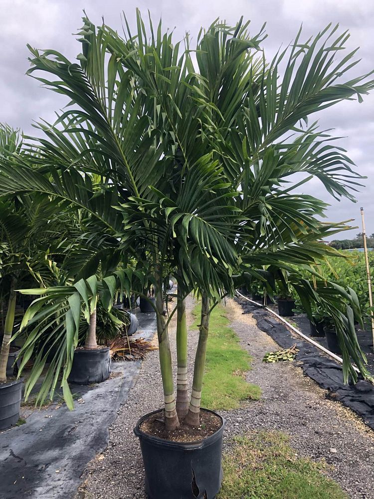 veitchia-merrillii-christmas-palm-adonidia-merrillii