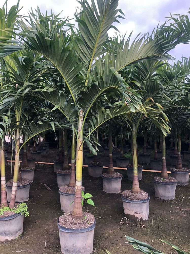 veitchia-merrillii-christmas-palm-adonidia-merrillii