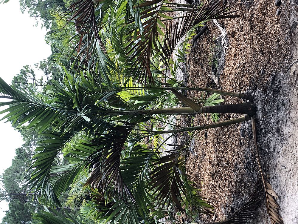 veitchia-merrillii-christmas-palm-adonidia-merrillii