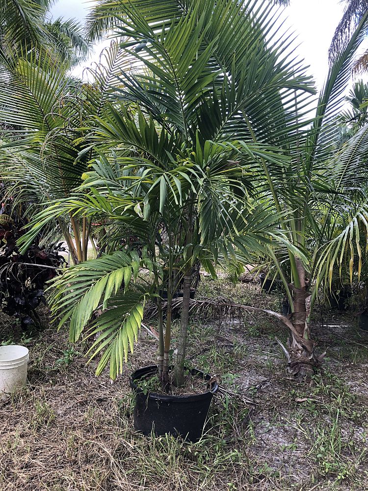 veitchia-merrillii-christmas-palm-adonidia-merrillii