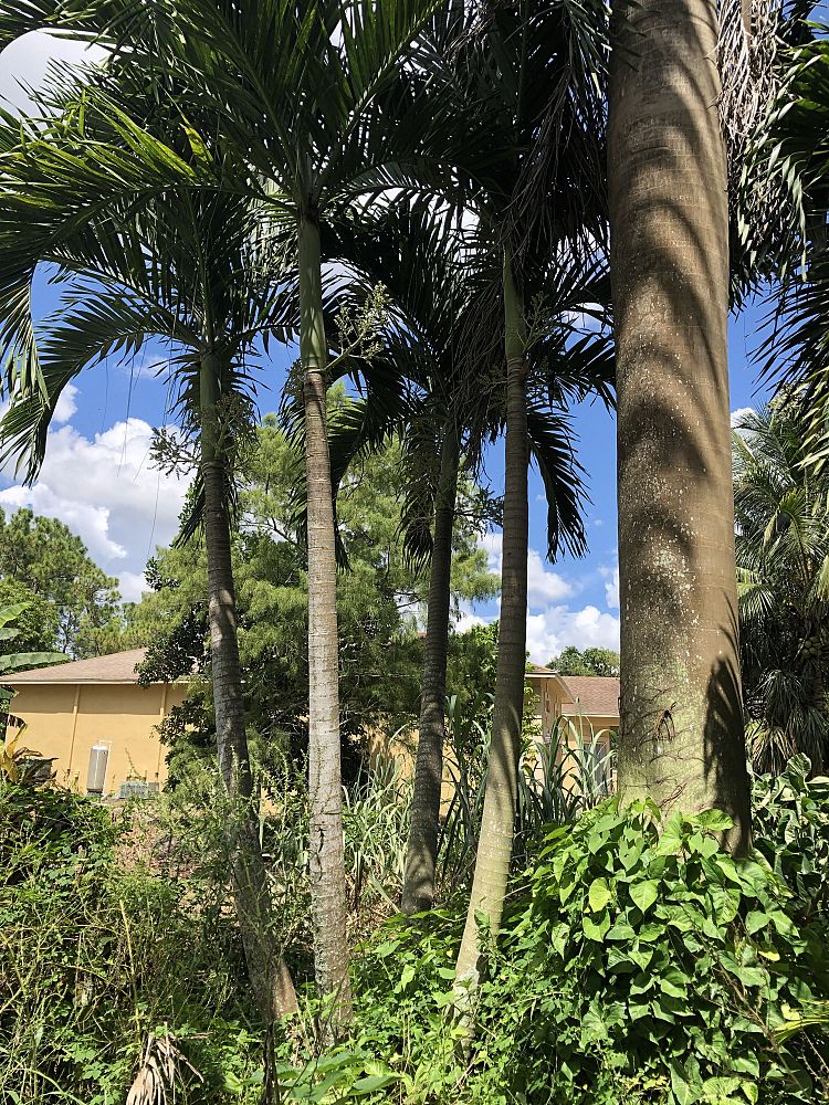 veitchia-merrillii-christmas-palm-adonidia-merrillii