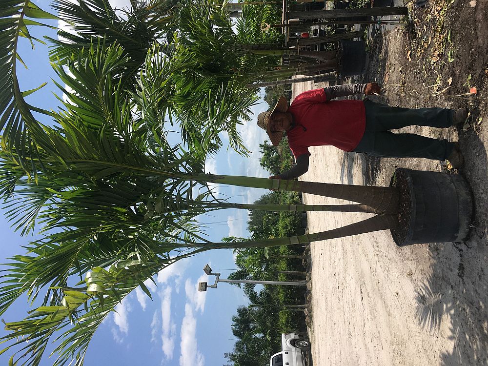 veitchia-merrillii-christmas-palm-adonidia-merrillii