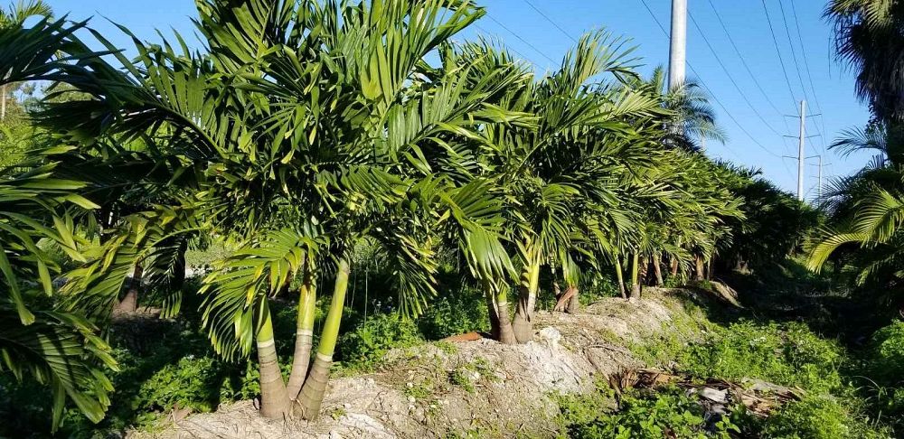 veitchia-merrillii-christmas-palm-adonidia-merrillii