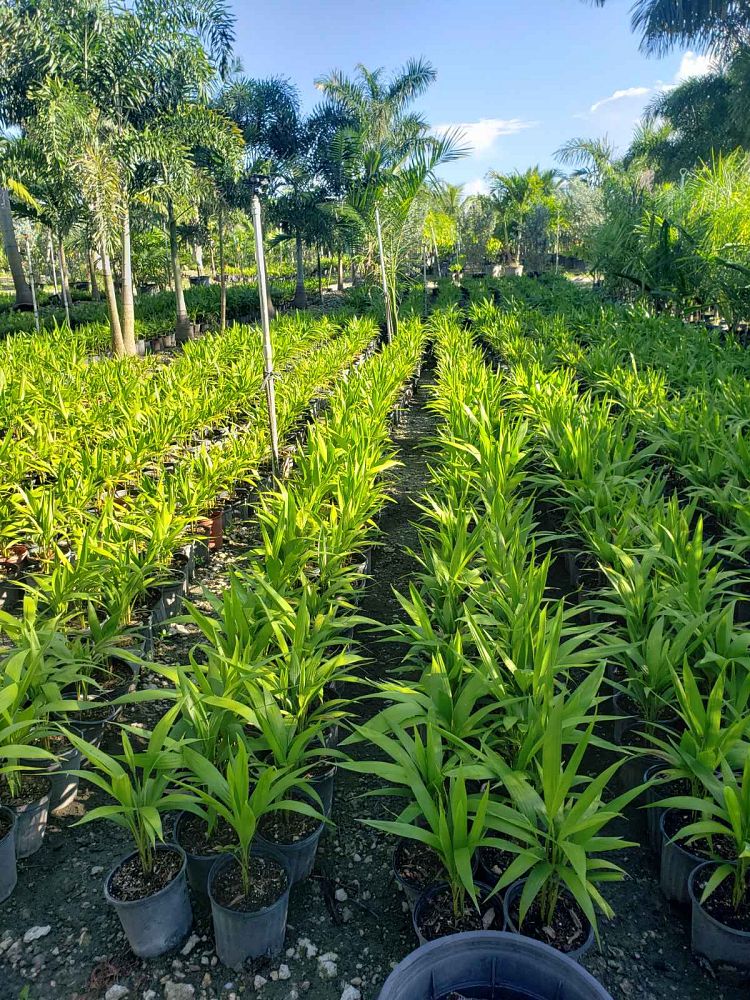 veitchia-merrillii-christmas-palm-adonidia-merrillii