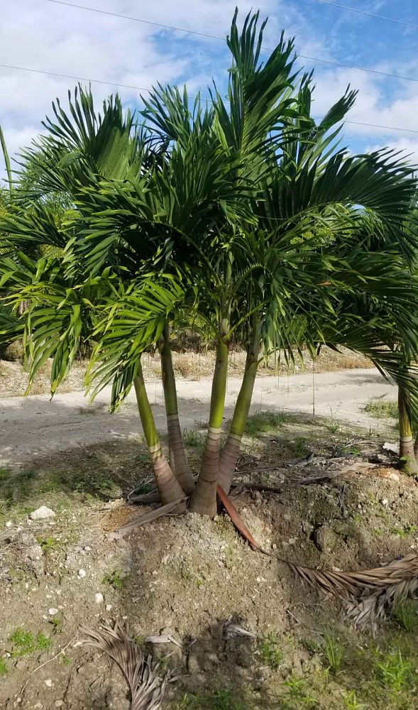 veitchia-merrillii-christmas-palm-adonidia-merrillii