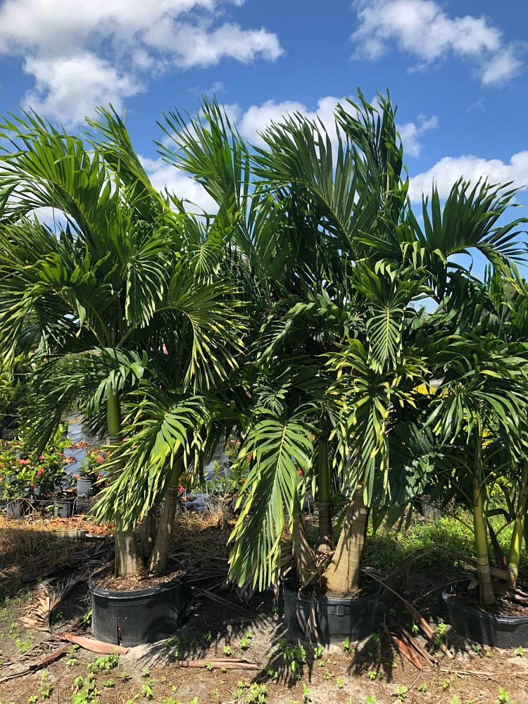 veitchia-merrillii-christmas-palm-adonidia-merrillii