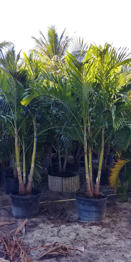 veitchia-merrillii-christmas-palm-adonidia-merrillii