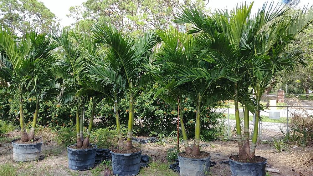 veitchia-merrillii-christmas-palm-adonidia-merrillii