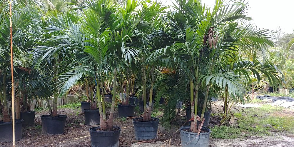 veitchia-merrillii-christmas-palm-adonidia-merrillii
