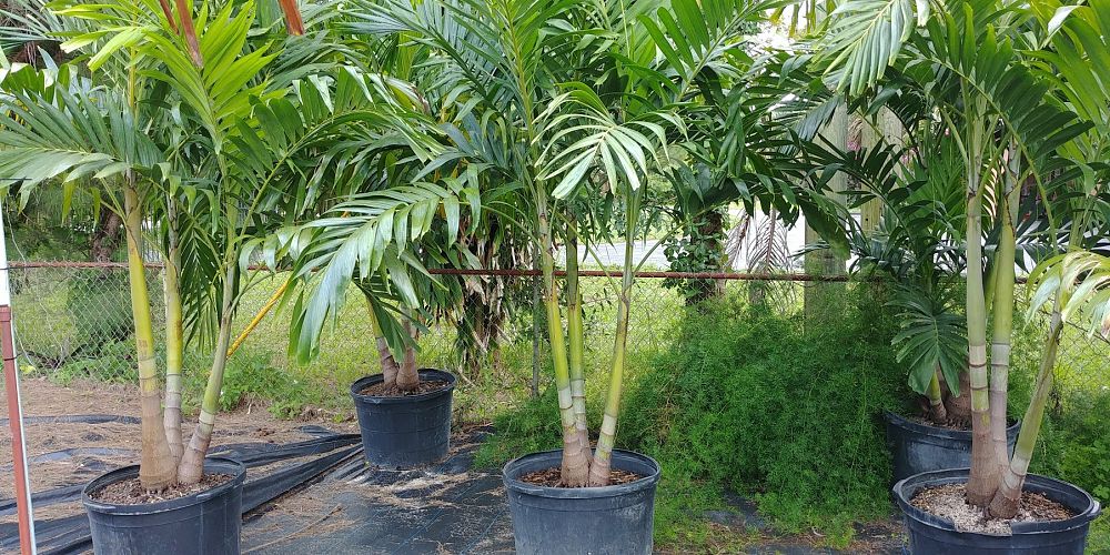 veitchia-merrillii-christmas-palm-adonidia-merrillii