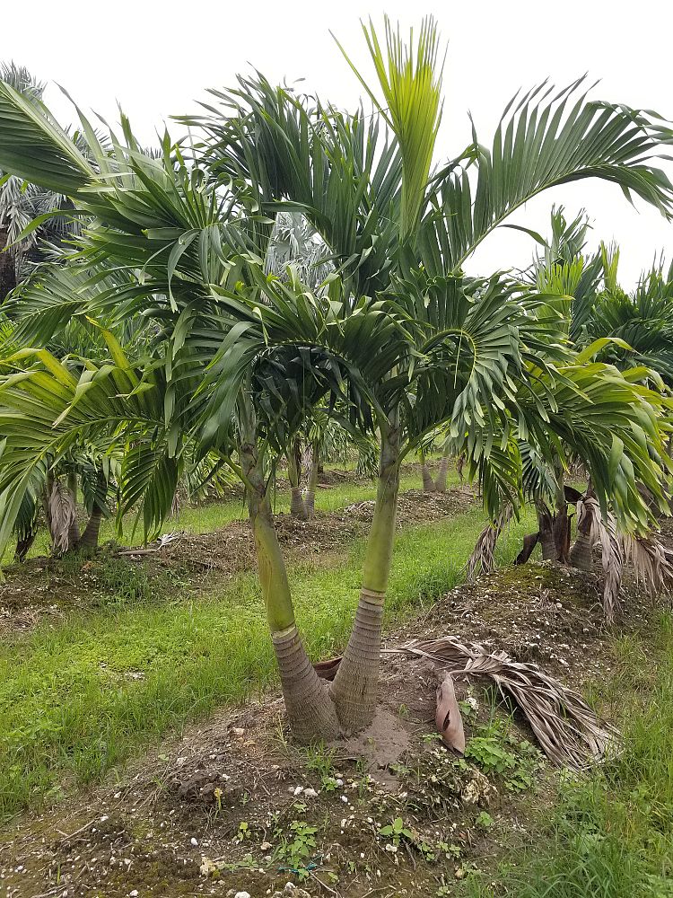 veitchia-merrillii-christmas-palm-adonidia-merrillii