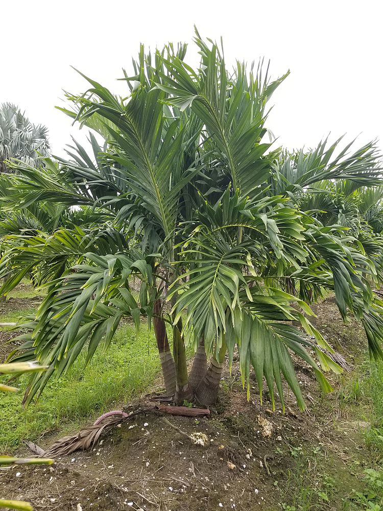 veitchia-merrillii-christmas-palm-adonidia-merrillii
