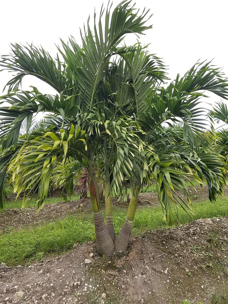 veitchia-merrillii-christmas-palm-adonidia-merrillii