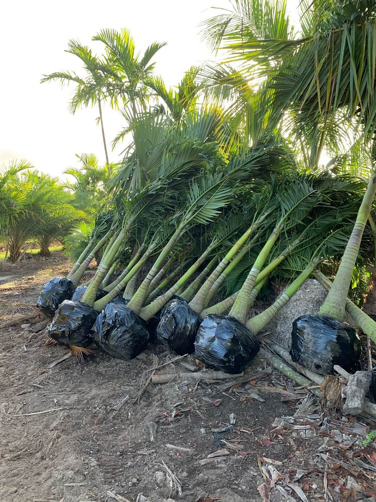 veitchia-merrillii-christmas-palm-adonidia-merrillii