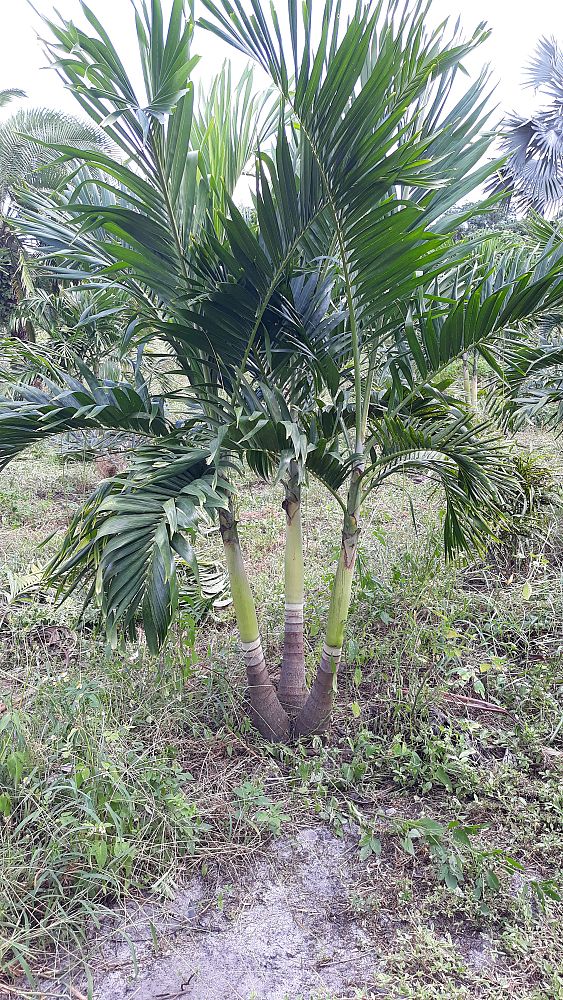 veitchia-merrillii-christmas-palm-adonidia-merrillii