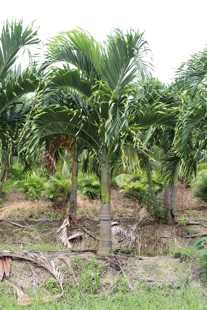 veitchia-merrillii-christmas-palm-adonidia-merrillii