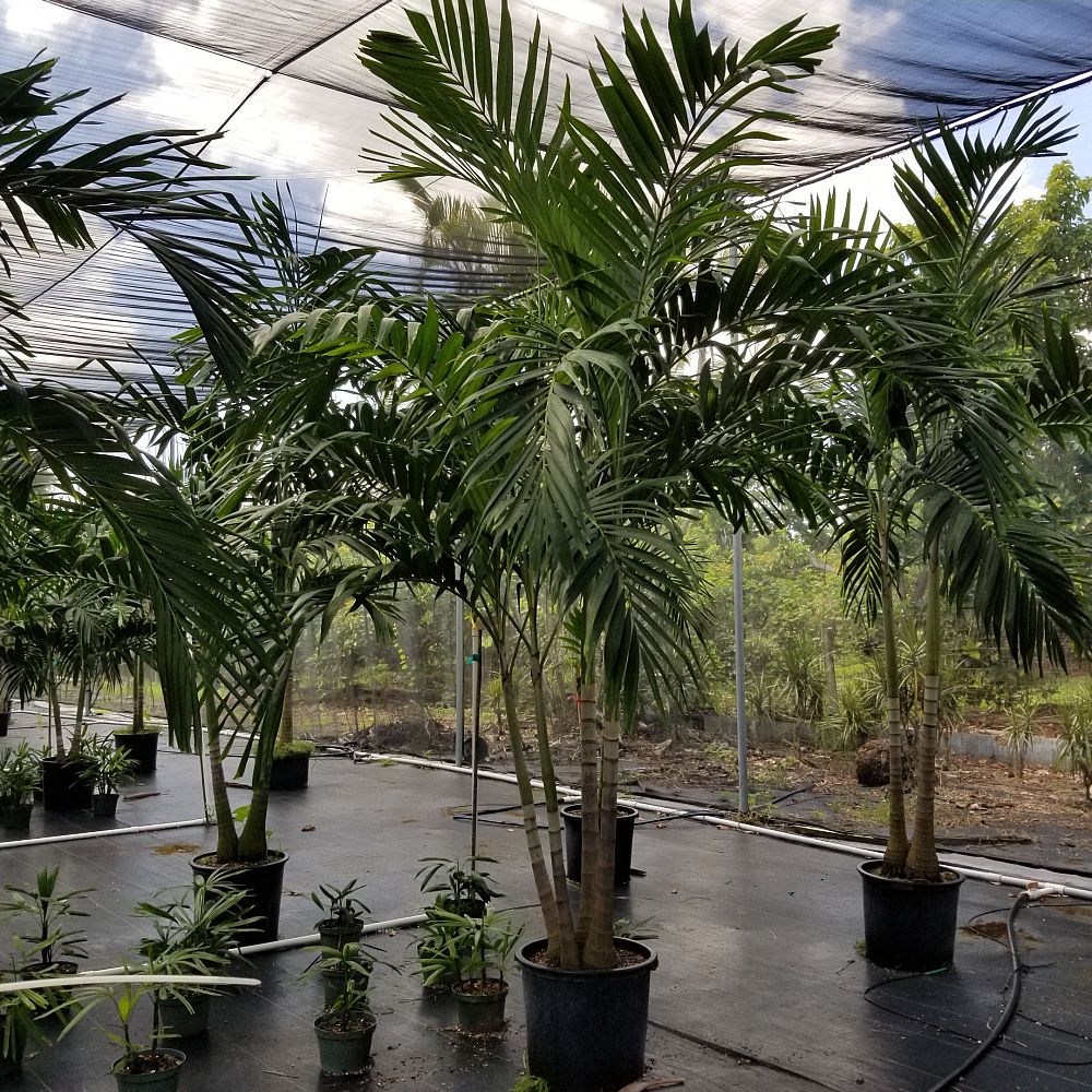 veitchia-merrillii-christmas-palm-adonidia-merrillii