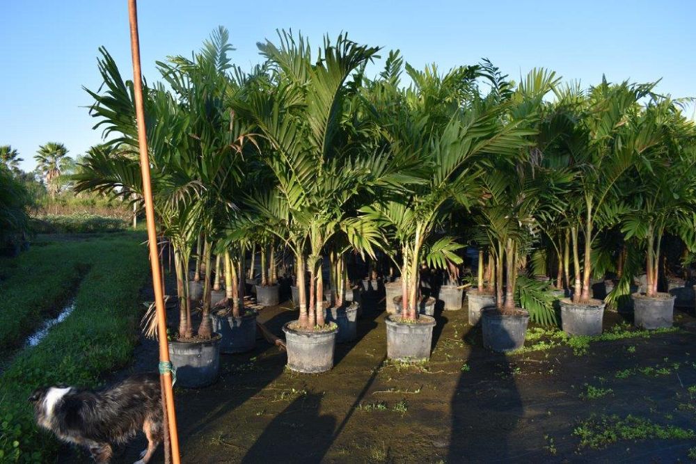 veitchia-merrillii-christmas-palm-adonidia-merrillii