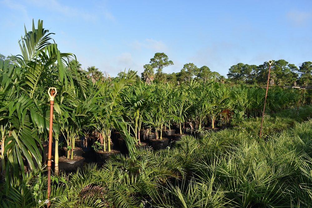 veitchia-merrillii-christmas-palm-adonidia-merrillii