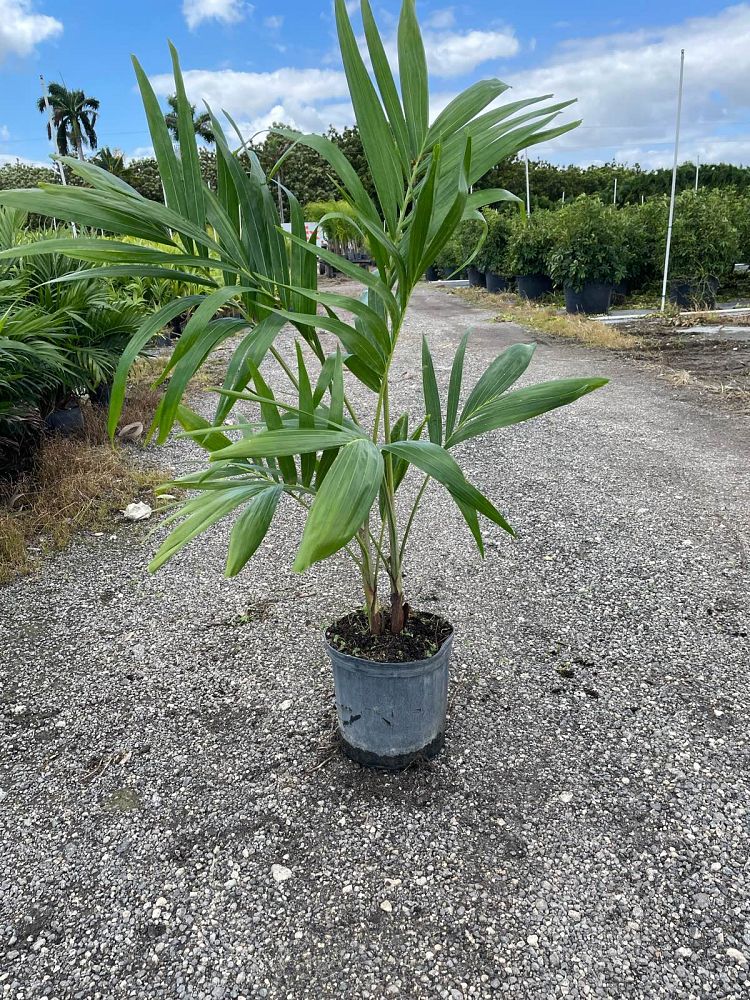 veitchia-merrillii-christmas-palm-adonidia-merrillii