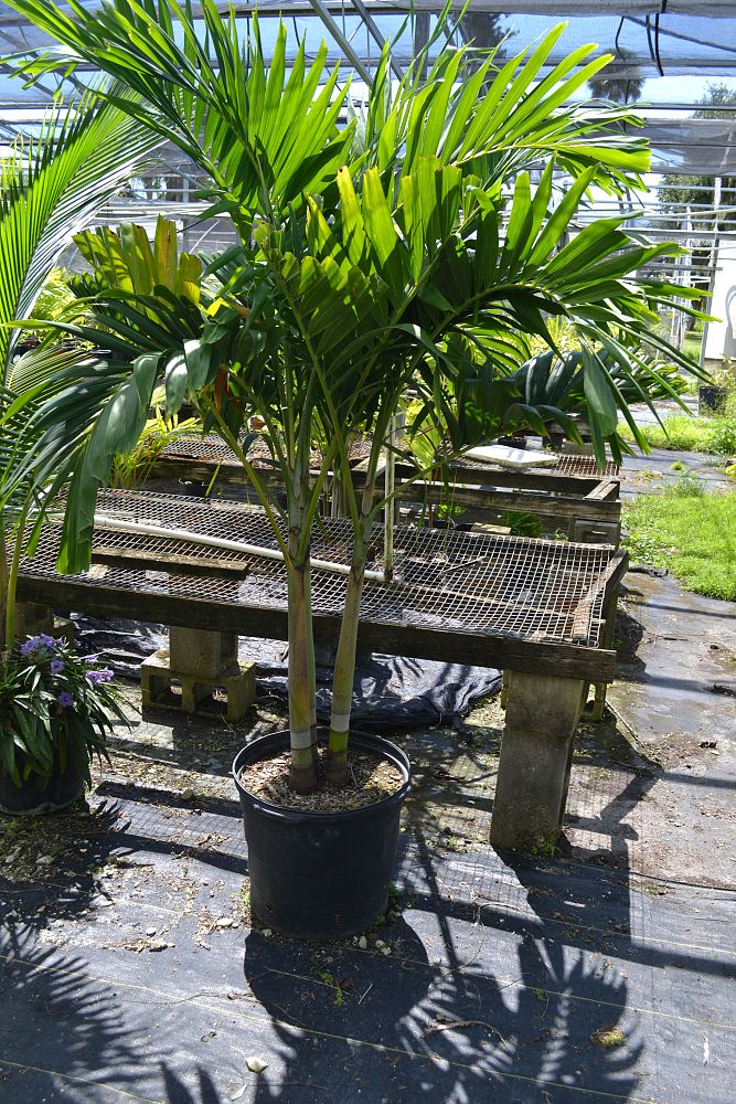 veitchia-merrillii-christmas-palm-adonidia-merrillii