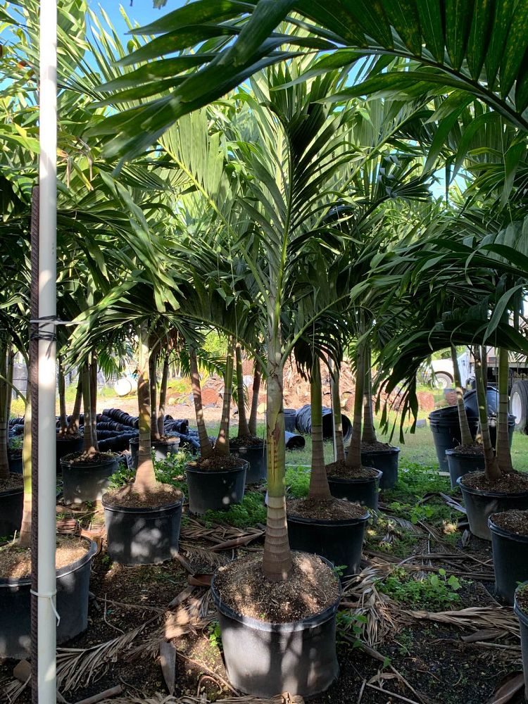 veitchia-merrillii-christmas-palm-adonidia-merrillii